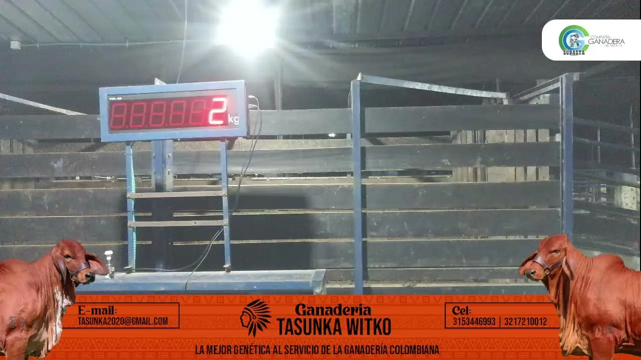 SUBASTA!