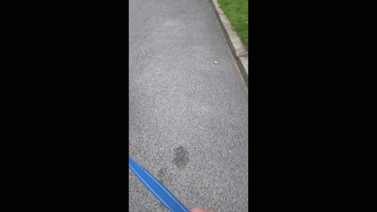 morning dog walk 🐕