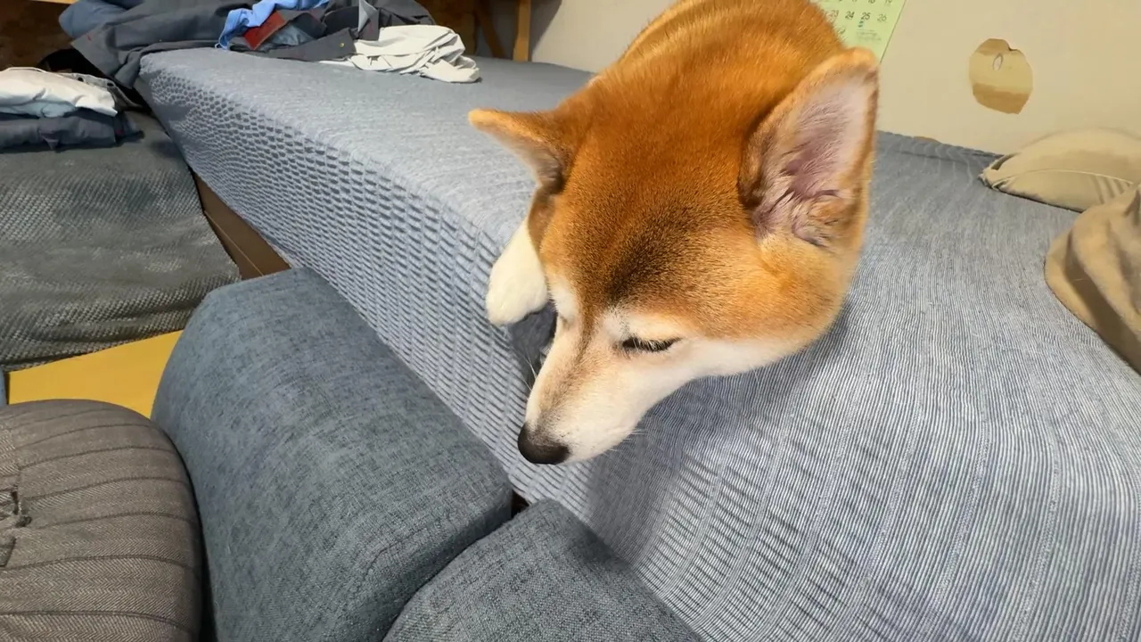 柴しか勝たん