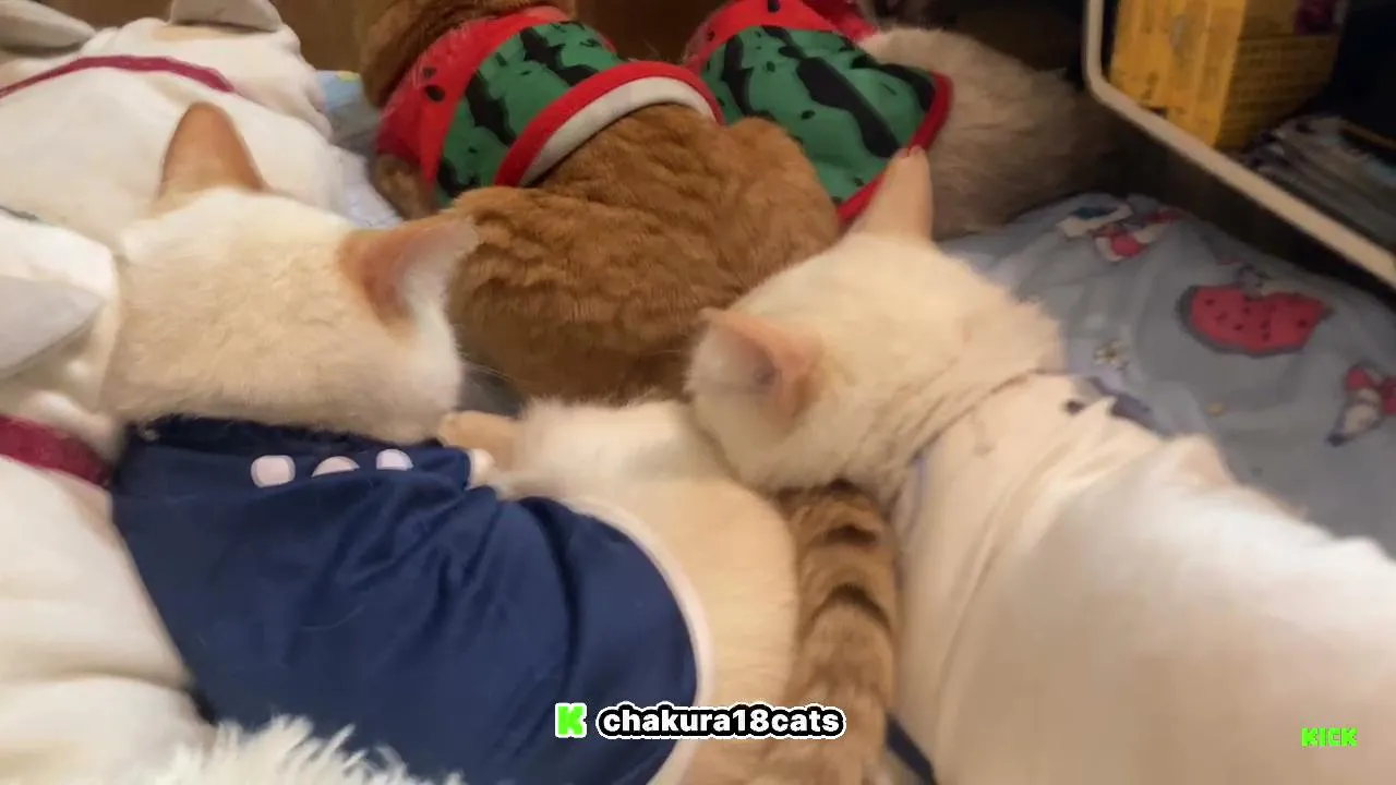 18にゃんず🐾と召使い