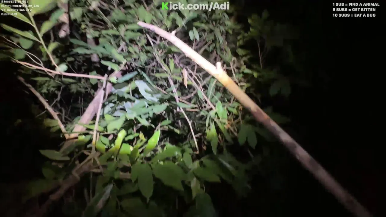 SHORT JUNGLE STREAM