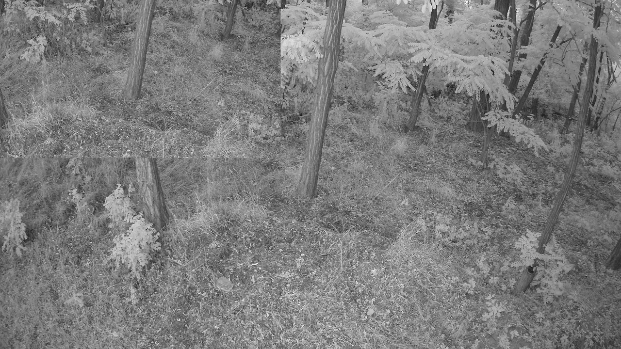 Relaxing 24/7 Live Nature Cam – Backyard Birds & Wildlife