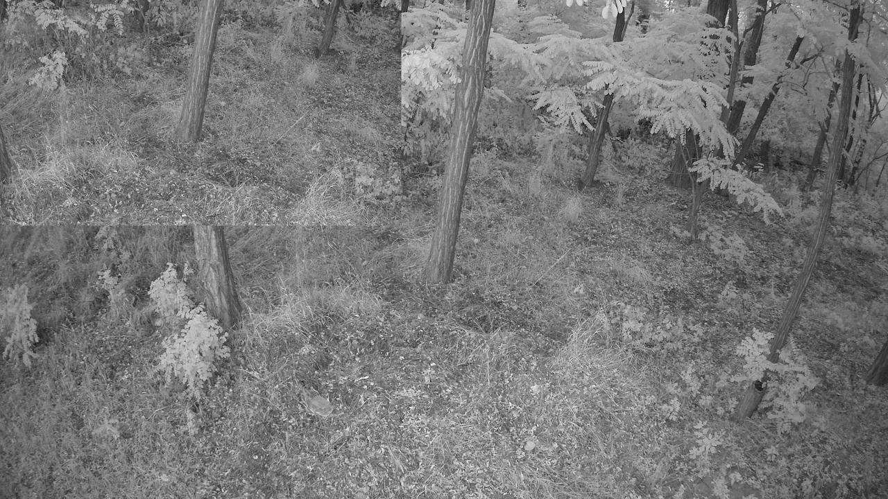 Relaxing 24/7 Live Nature Cam – Backyard Birds & Wildlife