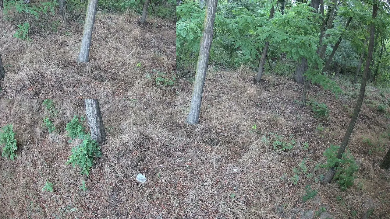 Relaxing 24/7 Live Nature Cam – Backyard Birds & Wildlife