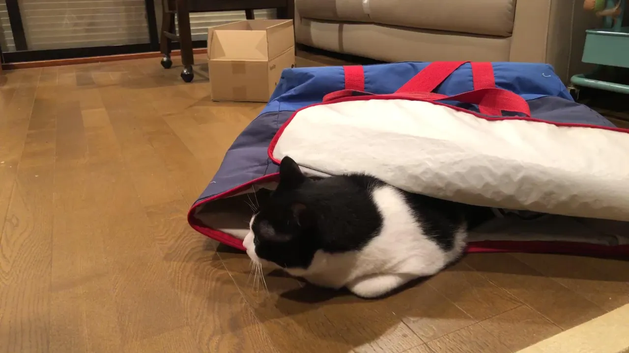 💛(✿╹◡╹)ﾉにゃんこ全員移動成功🙌