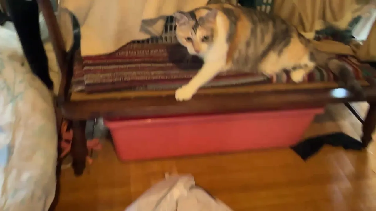 💛(✿╹◡╹)ﾉにゃんこ大移動✨🤍