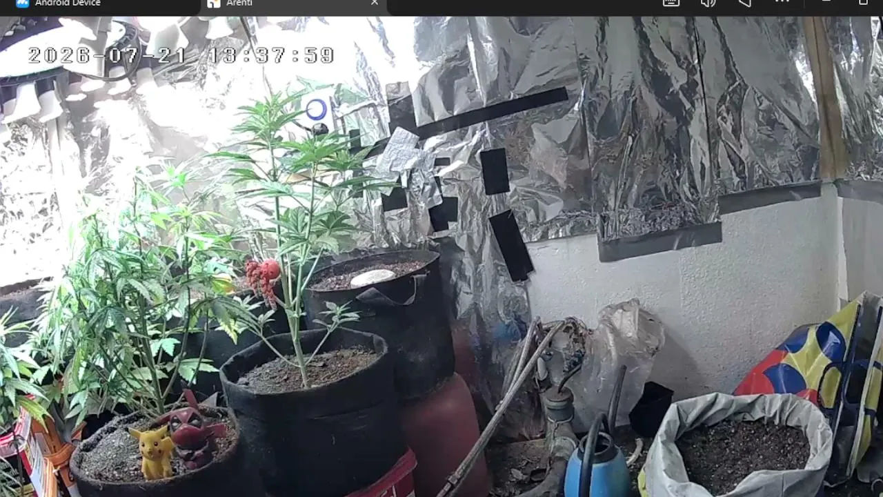 Freakk's WeedFeed
watch em growing ^^