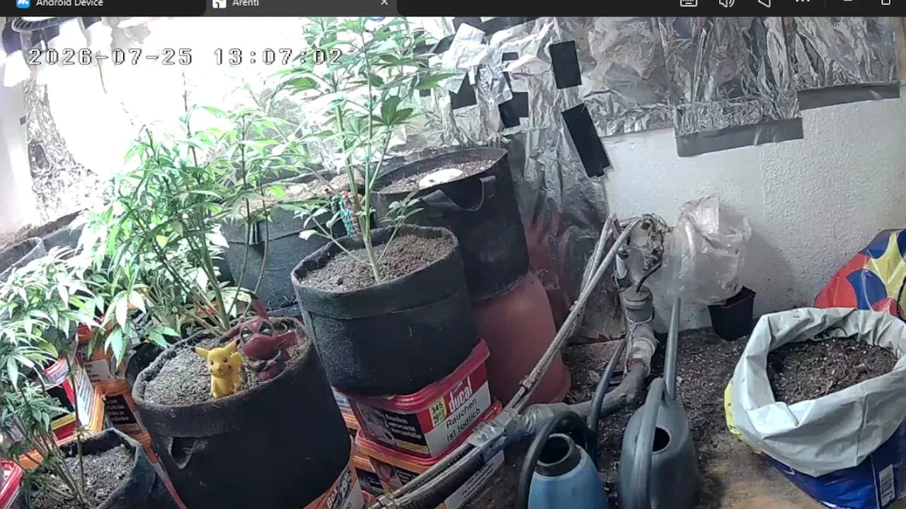 Freakk's WeedFeed
watch em growing ^^