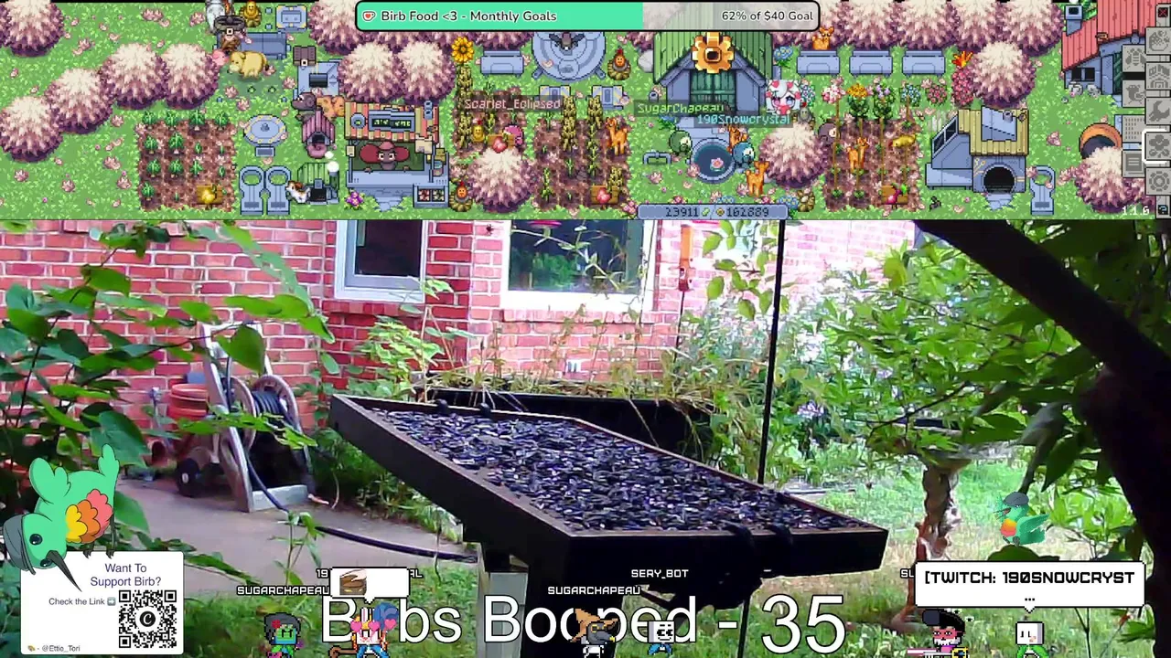 Birbs, Chill Vibes | !discord !d20
