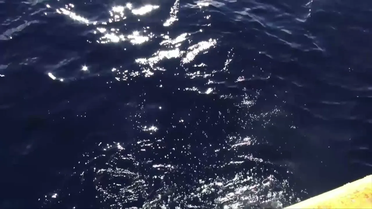 Inside Sportfishing 24/7 🔴 Every Episode Ever | Saltwater & Freshwater Action!