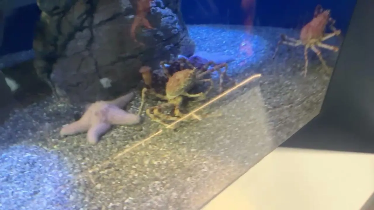 Aquarium!!!