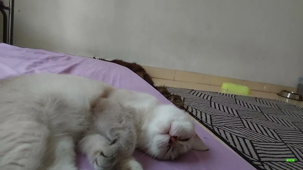 Relaxing Cat Cam 🐾 | Cute Cats Chill & Sleep