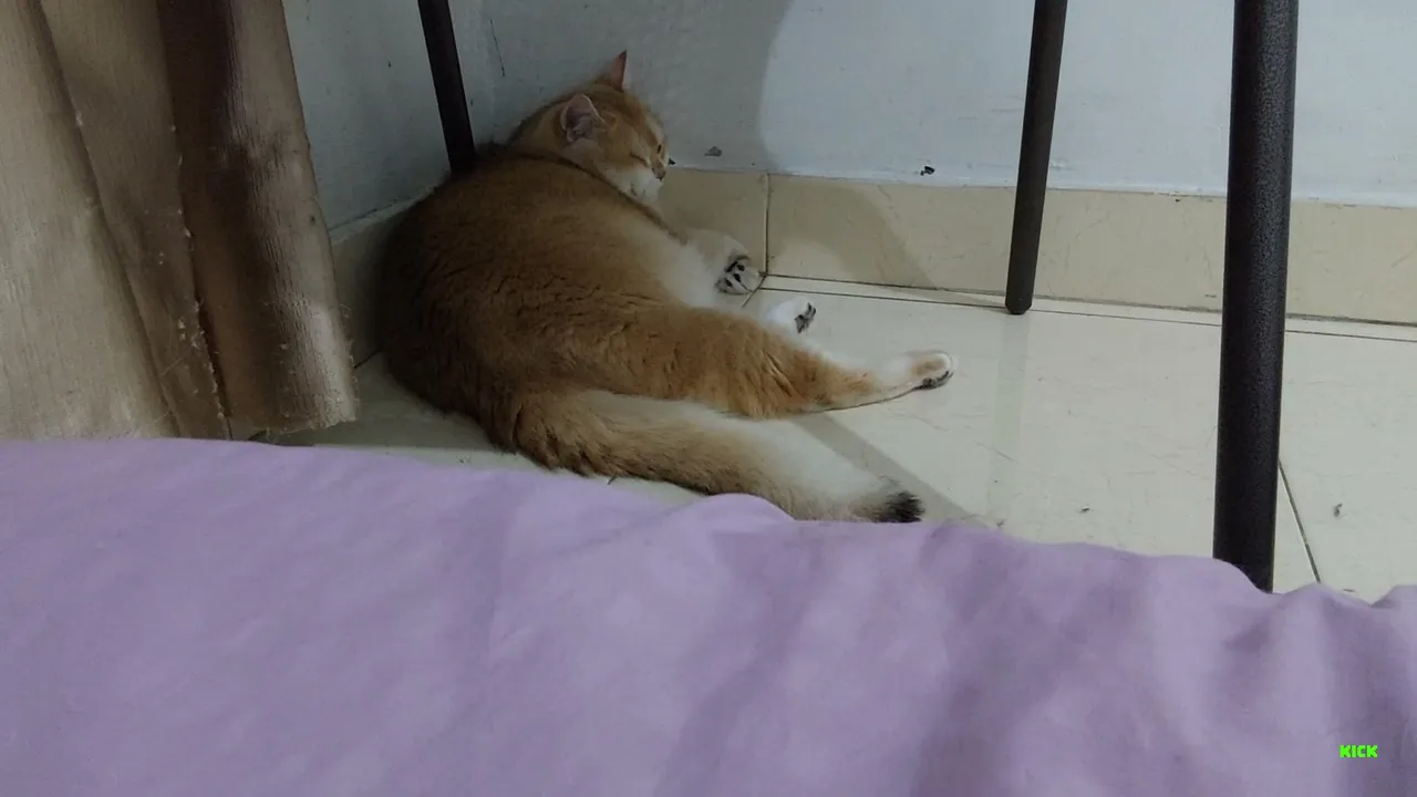 Relaxing Cat Cam 🐾 | Cute Cats Chill & Sleep