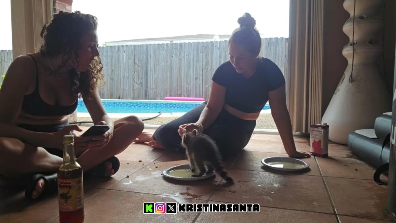 rescuing a baby raccoon