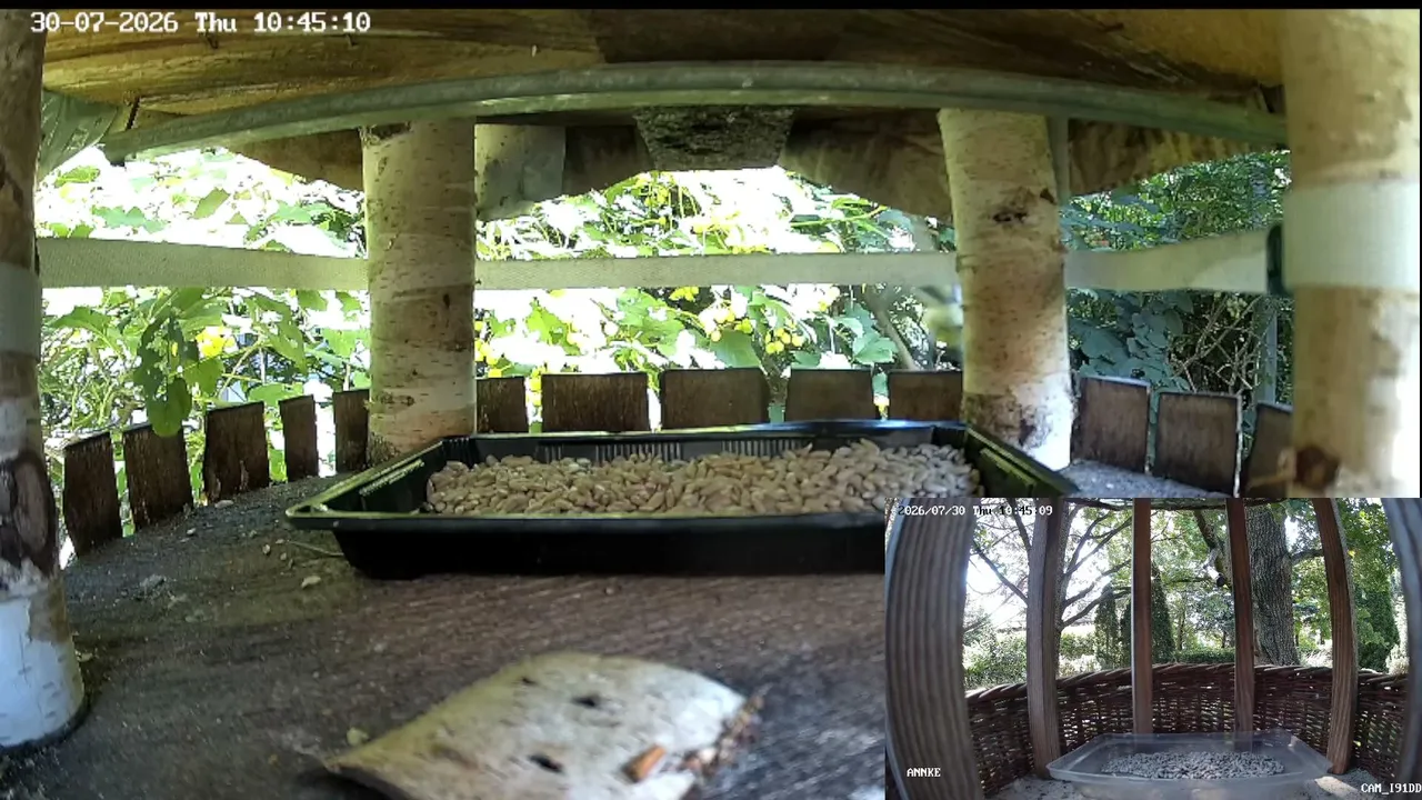 bird feeder with sunflower seeds
