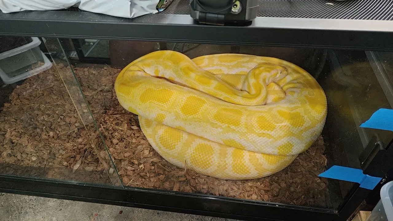 Caring for Venomous snakes