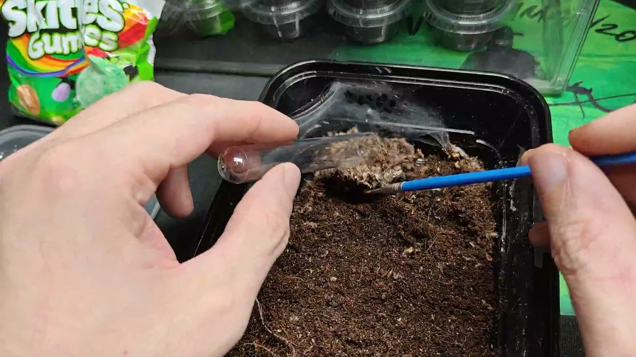 Caring for Venomous snakes