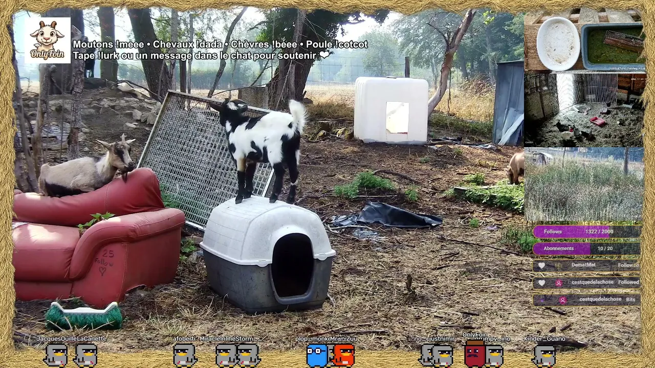24/7 Binaural Farm Cam | Chevaux & Chèvres en 3D ASMR Spatial | Sons Immersifs Relax