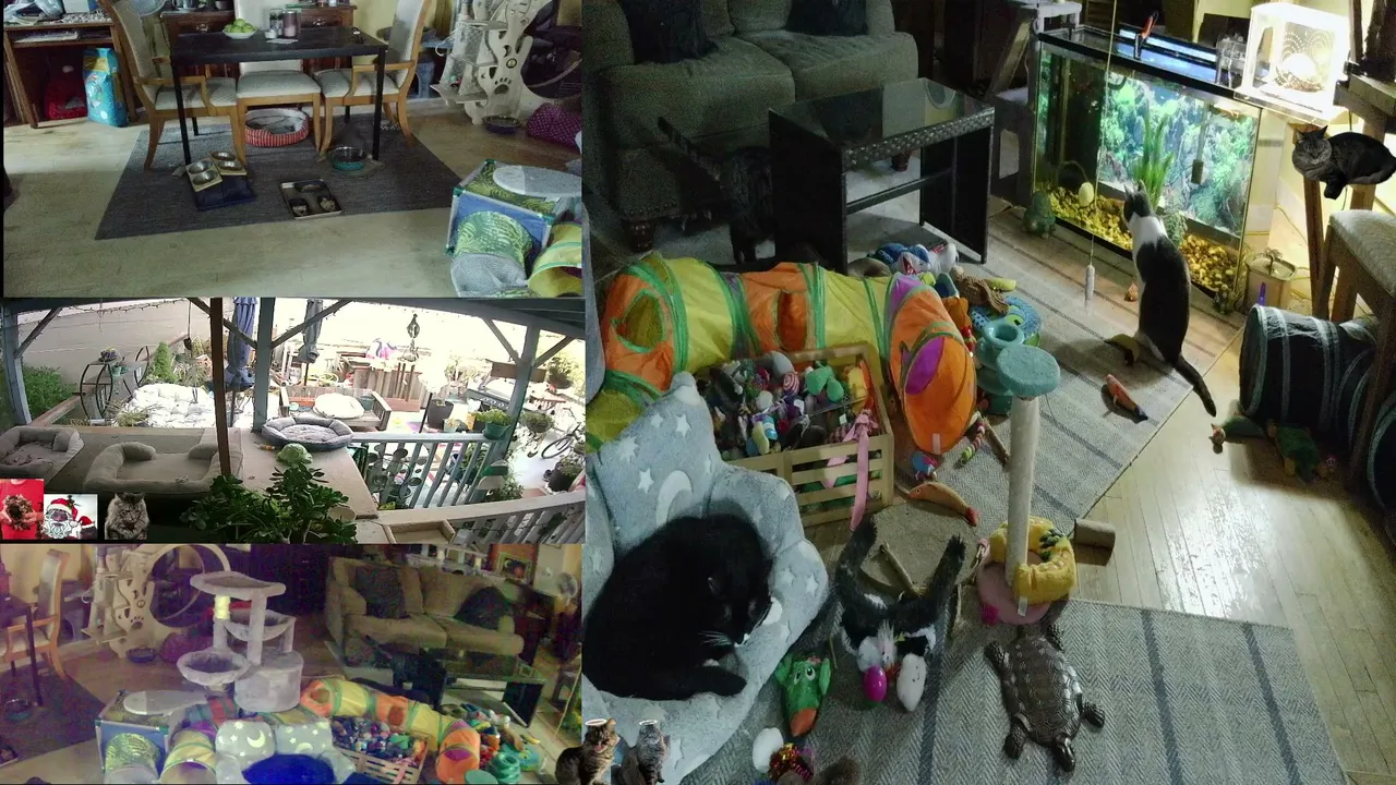 Vet Bills and YayYay recovery Thursday With The Cat Ranch Crew