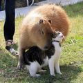 カピバラ三世