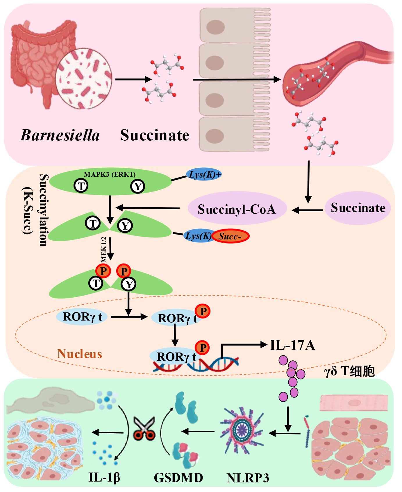 Interorgan Insights: Decoding the gut microbiome's role in cardiac injury