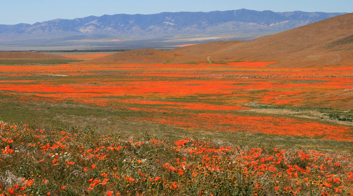 Heavy Rains May Bring a #California Poppy Spectacle This Spring via @KQEDnews https://t.co/bRrbVLMm2e 