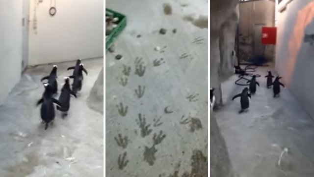 A group of penguins broke out of a zoo enclosure in Denmark
https://t.co/OmWl72TqVG 