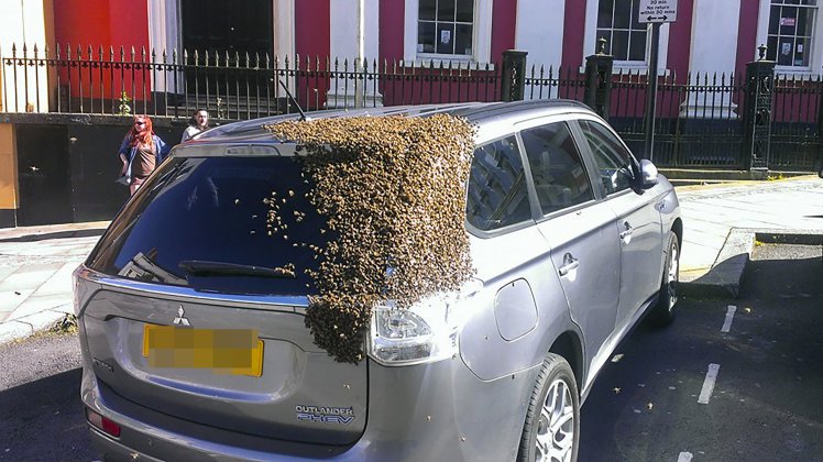 20,000 bees chase car for two days after queen bee gets trapped in boot https://t.co/n7hwEA4xLT 