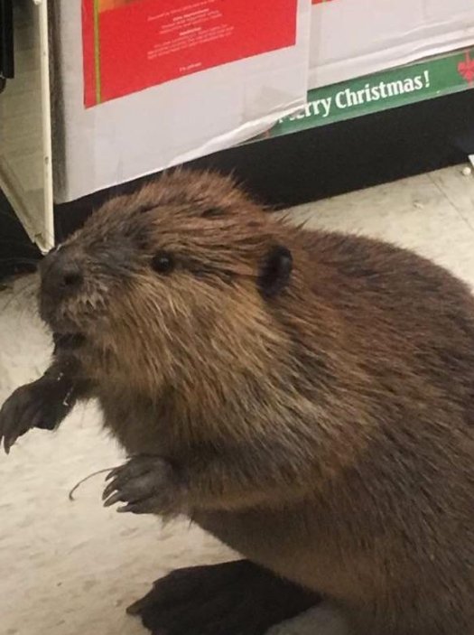 Beaver walks into Md. store, finds only artificial Christmas trees, and proceeds to trash it https://t.co/p2JEL91GEE 