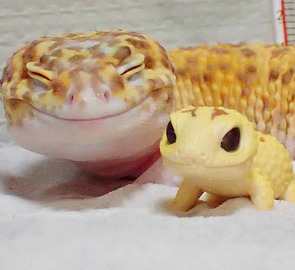 Look how happy this gecko is with his little gecko toy 
