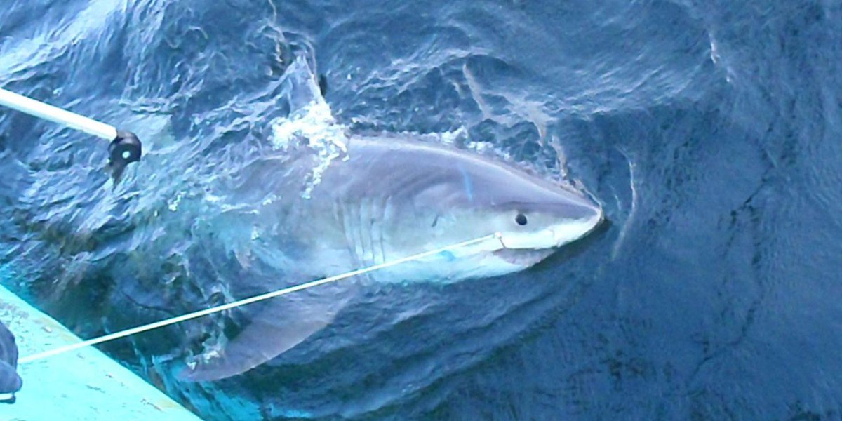 Great white shark surfaces in Delaware waters https://t.co/IXRLNBfTzC 