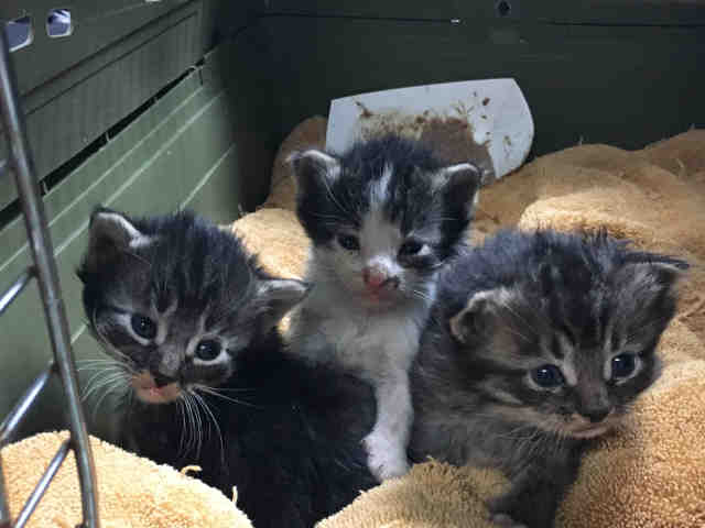 These adorable kittens were found among the rubble after the #LilacFire by deputies patrolling the areas. https://t.co/edi4Cu9rvr 