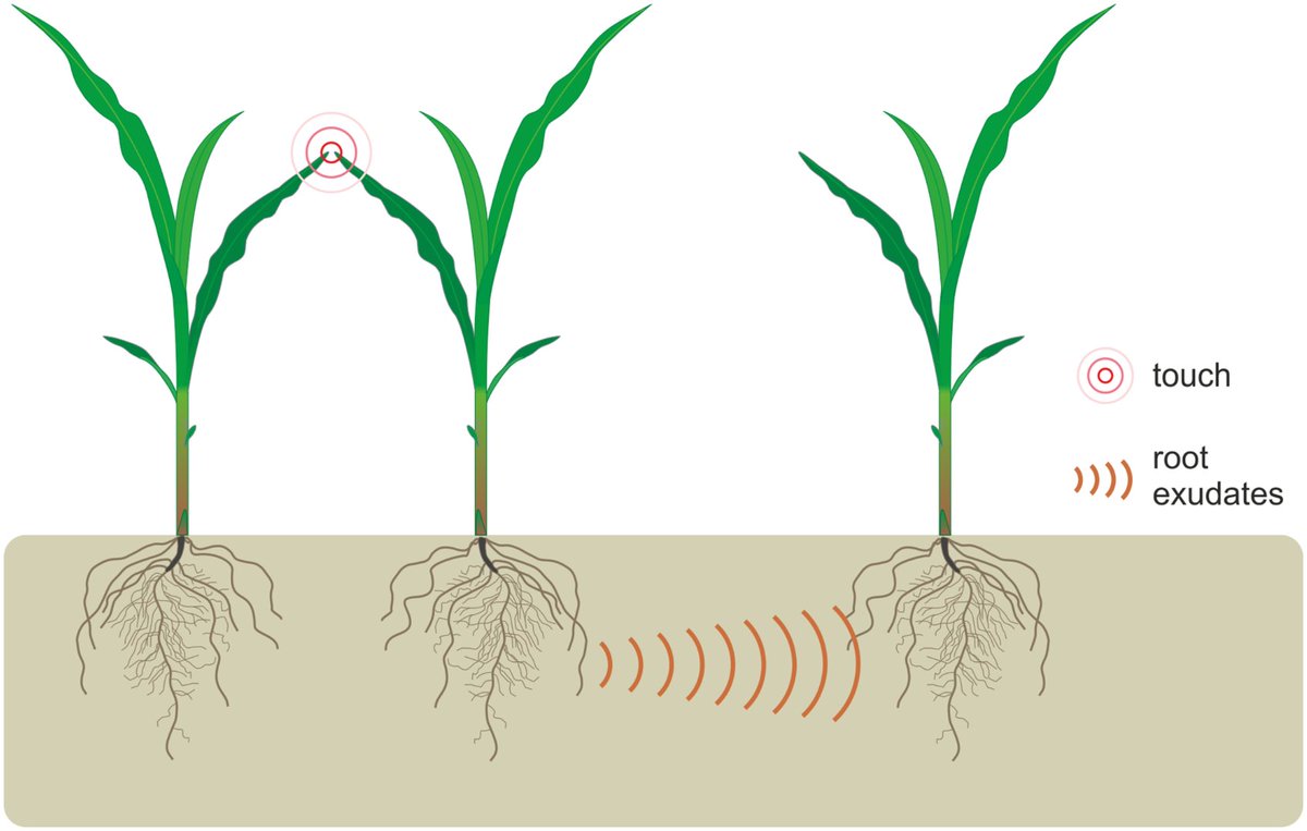 Plants can respond to underground communication when neighbors are stressed https://t.co/ESs7jJ3nId 