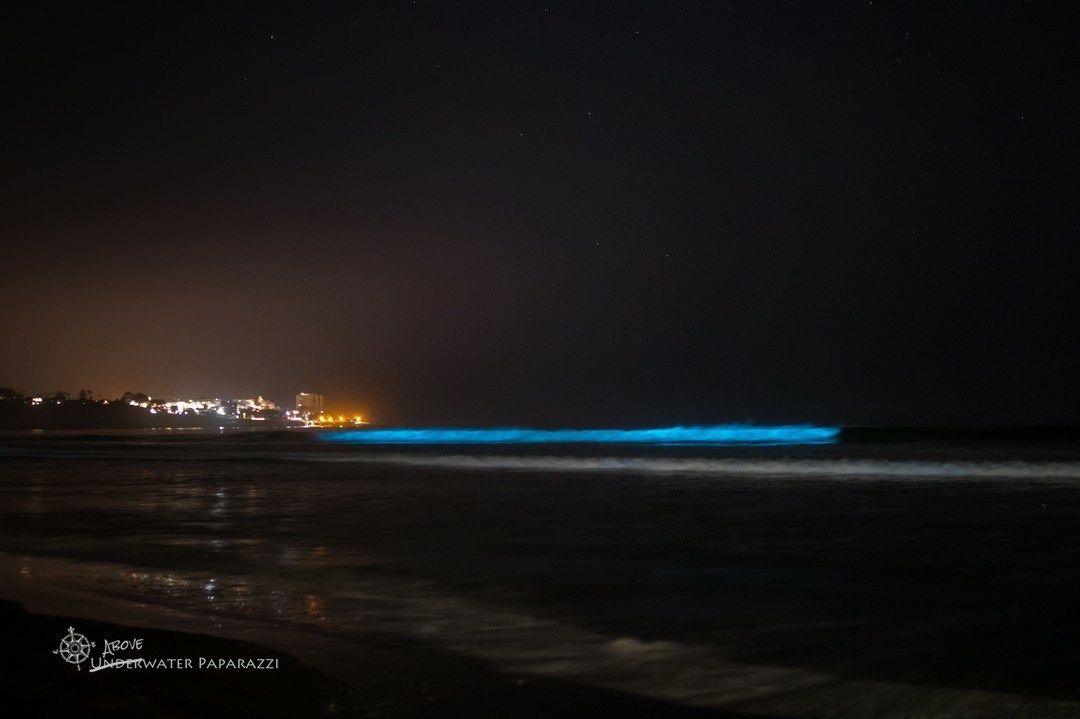 Bioluminescence: Algae bloom lighting up San Diego waves at night https://t.co/hNSPV1FvQl 