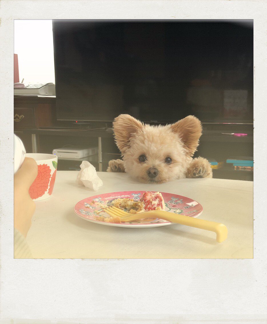 姉んちの犬どうかしてるな（かわいさが） 