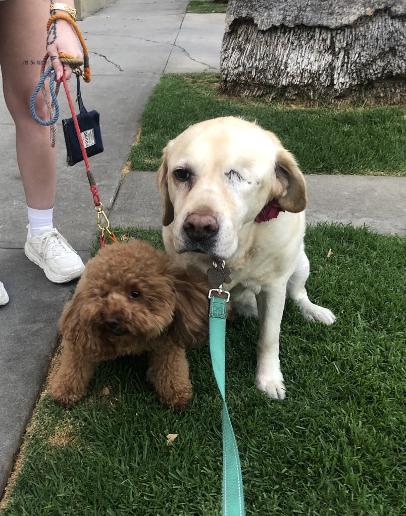 she met another dog with one eye i’m crying 😭 