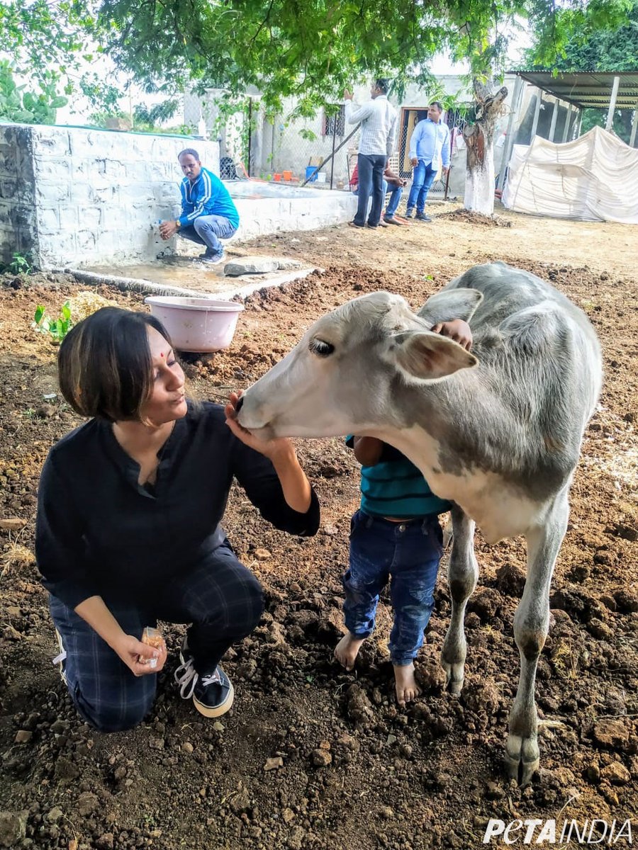 गाय से प्यार करो, उन्हें खाओ नही। 