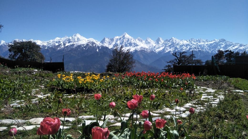I am happy to share the first pics of the successful pilot of my dream project- Munsiyari based Tulip Garden. Set amidst the backdrop of Panchachuli ranges, this garden will be one of the biggest tulip gardens in the world &amp; will transform tourism in Munsiyari region. 