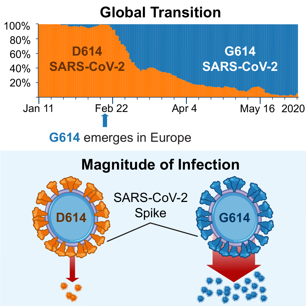 A #SARSCoV2 variant carrying the #Spike #protein amino acid change #D614G is potentially associated with greater #infectivity and higher #viral loads. Online now! https://t.co/bGNsbKQe0B
For all @CellPressNews #coronavirus research, visit https://t.co/BCdU2ltXnp #COVID19 