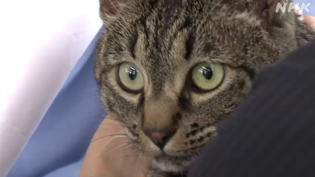 富山市の用水路に倒れていた高齢の男性に気づいて救出したとして、猫の「ココ」と救助に携わった５人に警察から感謝状などが贈られました。
「ココ」が用水路をじっと見つめていたため、用水路を確認したところ、仰向けに倒れて動けなくなっていた高齢の男性を発見しました。
https://t.co/9nZqHfXboY 