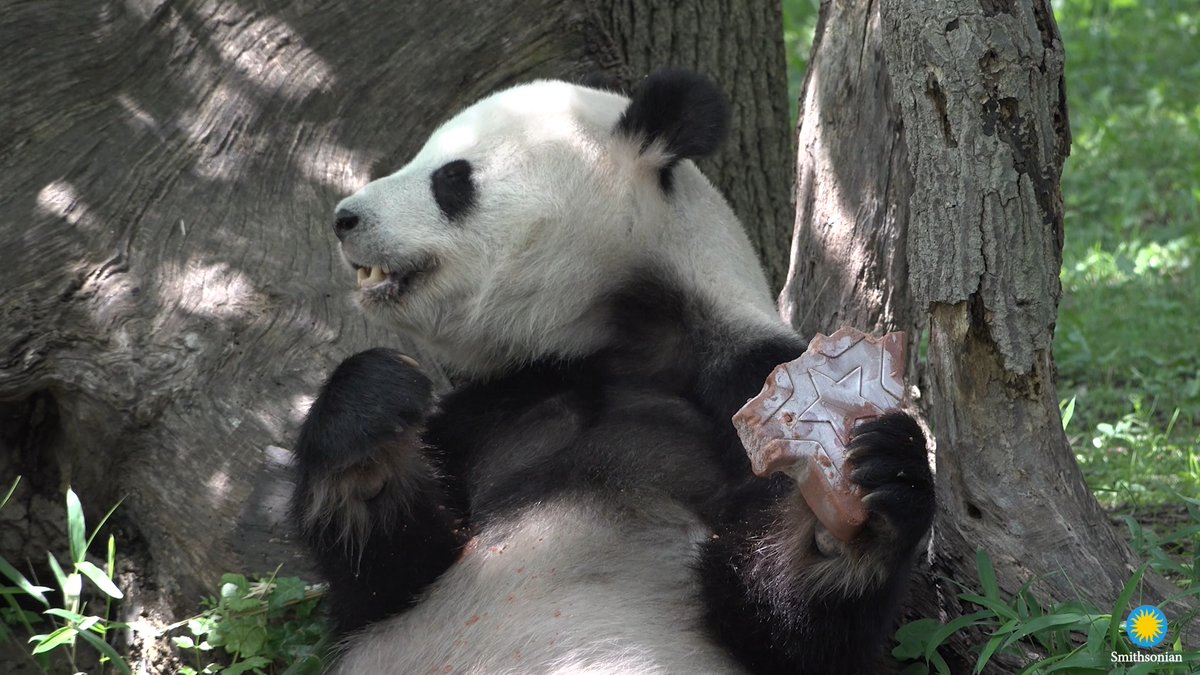 ❤️🐼 Whether he was somersaulting down a snow-covered hill, splashing in a tub filled with suds or snacking on bamboo shoots, giant panda Tian Tian captured the hearts of millions with his chill and goofy personality. We wish him safe travels to China. #PandaStory @smithsonian 