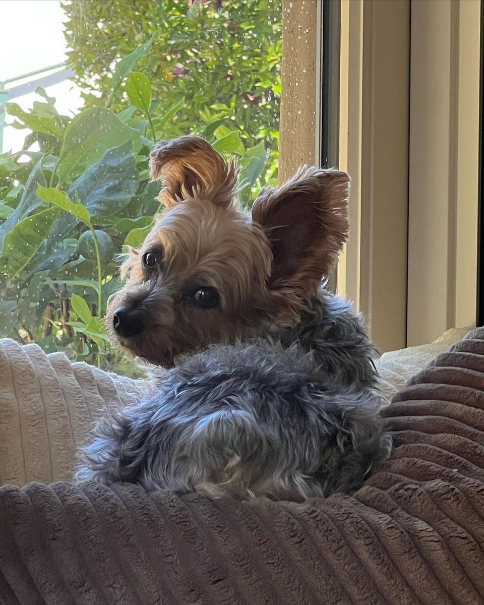 Dear H3 Family, it is with a heavy heart that we share that Ethan &amp; Hila had to say goodbye to Shredder today. As a result we won't be going live tomorrow. We aim to be back this Friday, but bear with us as we navigate this emotional time. Thank you all for your understanding 🙏 