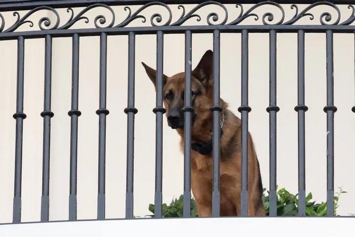 🐾💔 Yes, the repawrts are true: I am no longer “on the White House campus while next steps are evaluated.” But whatever happens next, Major and I are still First Dogs and our parents still love us. We might be out of the spotlight fur a while, but we are not out of their hearts. 