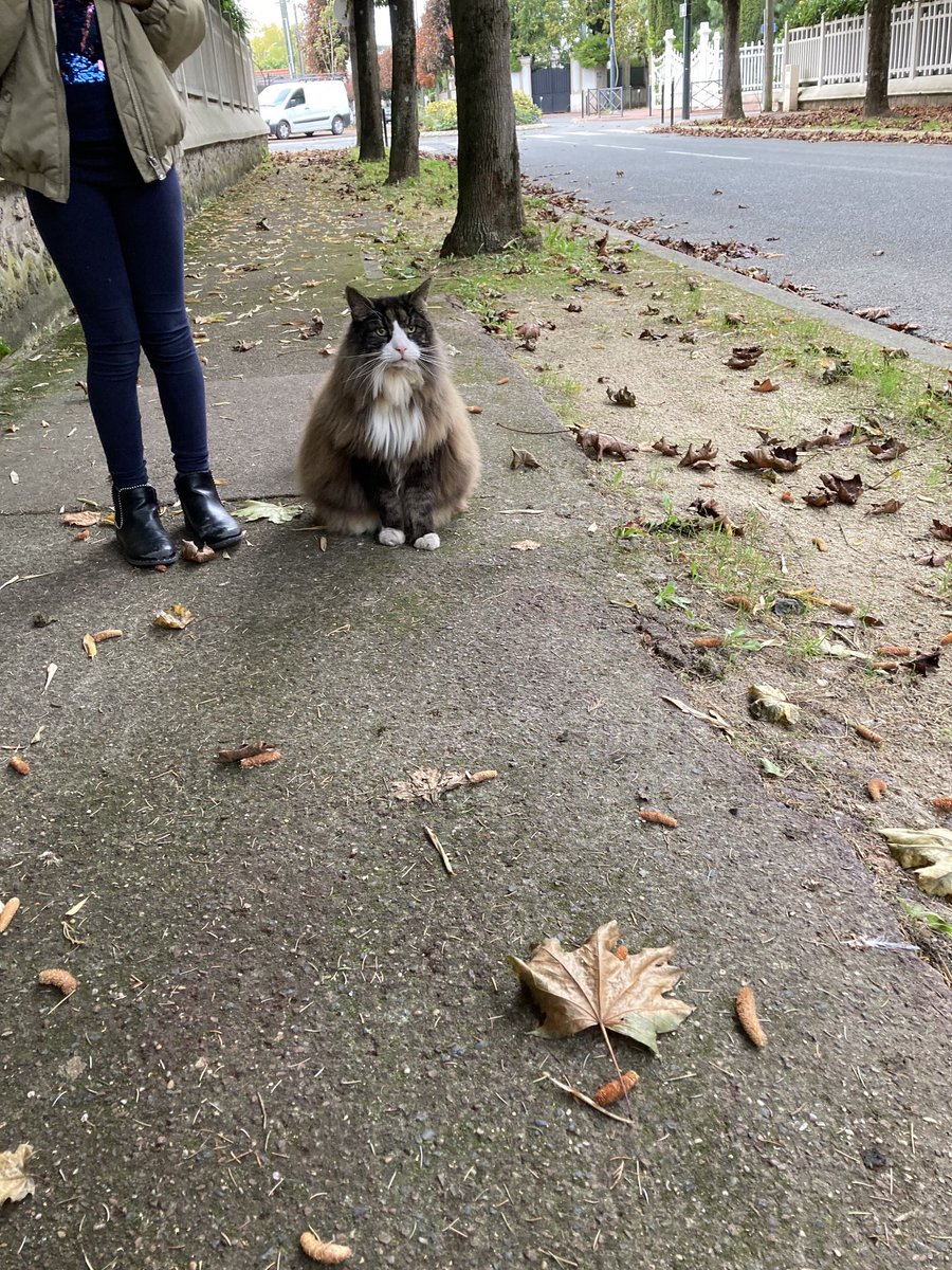 J’ai croisé un chat énorme! Jamais vu ça ! Des pattes comme un bb lion. Les promeneurs de chiens changent de trottoir car il attaque les chiens. Mdr. Il terrorise le quartier !! 