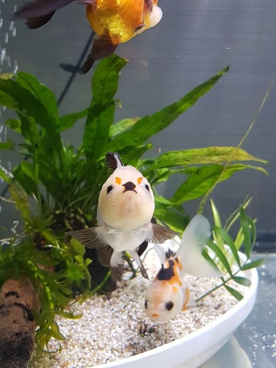 LOOK AT THIS FISH???? omg

I found him on pinterest @/mtenbrink0013 