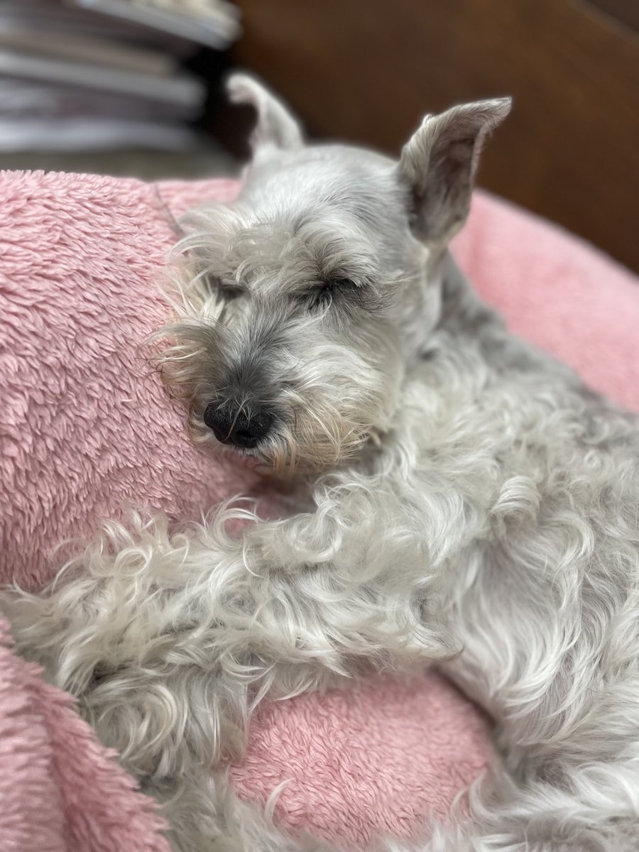 I am broken. My shadow is gone. Lola has crossed the Rainbow Bridge just two days shy of our 15th Christmas together. She was my best friend, my confidant, and the protector of my family and home.  Lola only knew how to love unconditionally. Sleep peacefully, my sweet Lola. ♥️ 