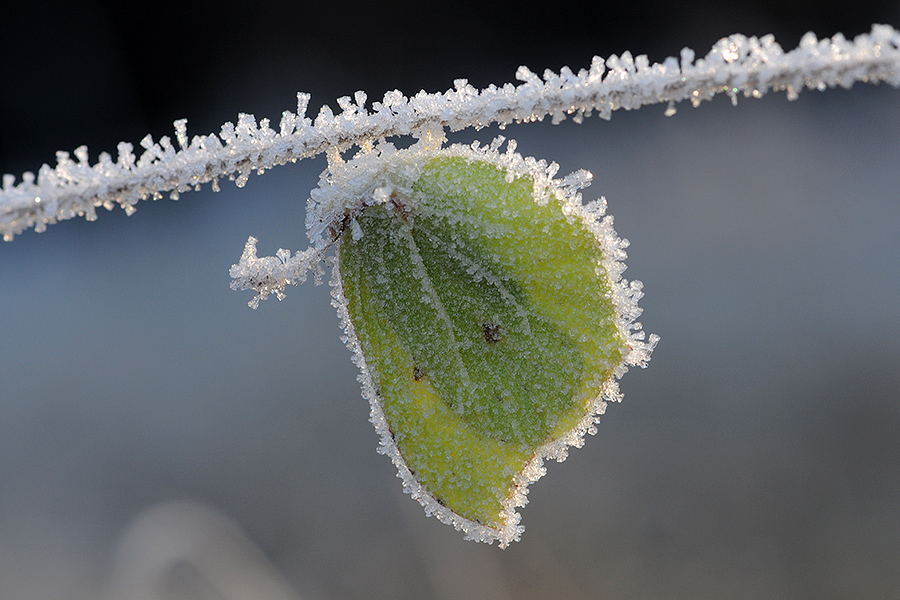 Most butterflies overwinter as a caterpillar or pupa, however the brrrilliant Brimstone is one of the most cold-resistant species that overwinters in the UK as a butterfly.

📷: Eberhard Pfeuffer
#Winterwatch #SaveButterflies @BBCSpringwatch 