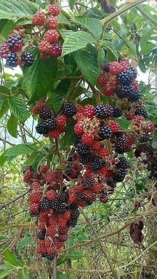 What do you call them in your local language? 