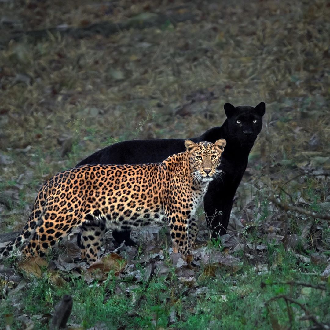 Un léopard et son "ombre". Ce cliché parfait a demandé 6 jours de patience au photographe indien Mithun H.

Son Instagram : https://t.co/ctNqS9f1U8 