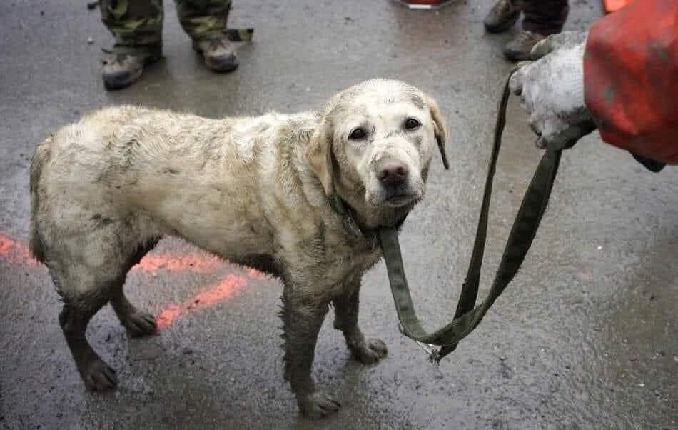 Dog rescue heroes of Turkey #TurkishEarthquake 